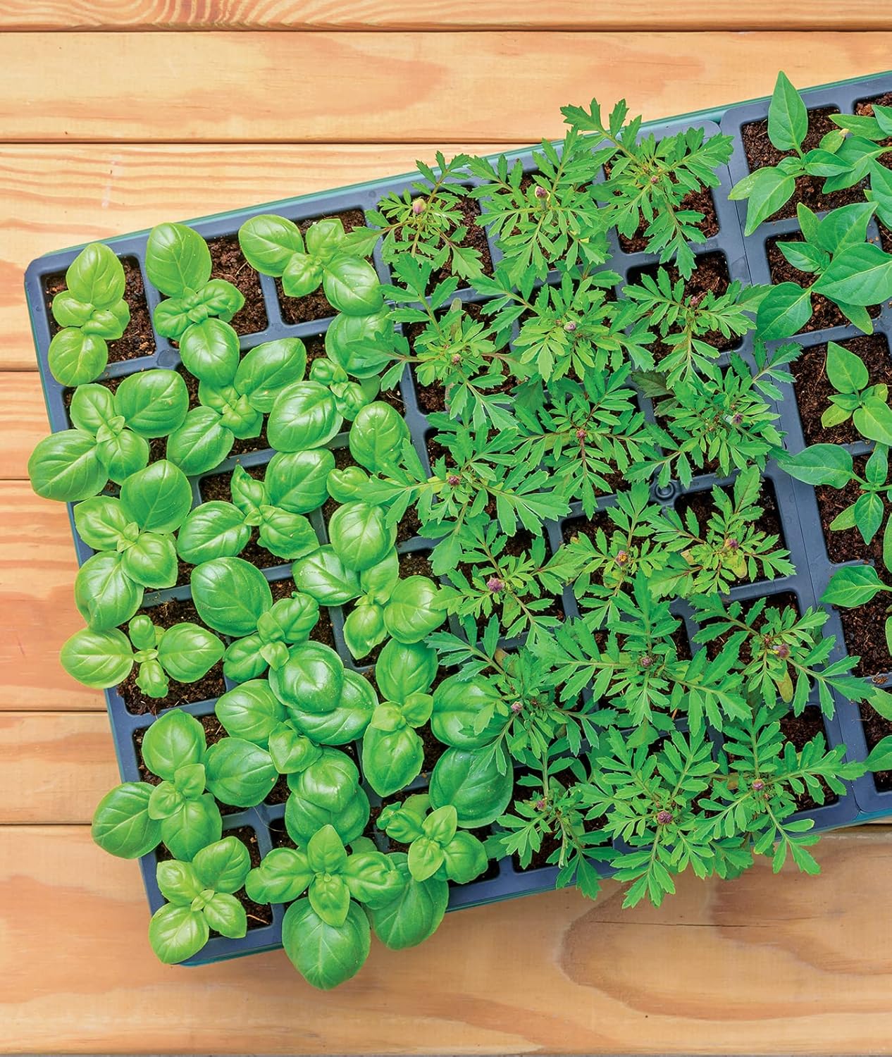 Greenhouse Indoor Starting Herbs, Flowers and Vegetables | Includes Dome, Watering, Seed Starter Tray, Coir Pellets | 10" W X 20" L X 5" H, One Size, 1 Kit (72 Cells)